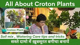 All About Croton Plant | Secret Soil Mix | Home Made Hacks |सस्ते दामो में ख़ूबसूरत बगीचा बनायें|Ep6