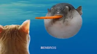 Moi, Poisson-globe, j'ai un r&ecirc;ve. Catto.