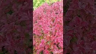 Барбарисы Адмирейшен и Оранж Дрим #garden #садоводничество #plants #nature
