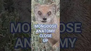 #MONGOOSE #ANATOMY EXTREME CLOSE UP #mongooses #mangusta #Manguste #マングース  #CynictisPenicillata