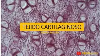 HISTOLOGIA TEJIDO CARTILAGINOSO: TIPOS Y CRECIMIENTO POR APOSICION.