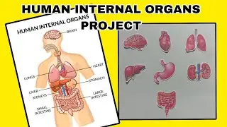 Human internal organs project drawing / how to draw human organs / human internal organs drawing 