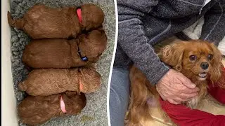 Owners reunited with stolen dog left heartbroken as four puppies remain missing | SWNS