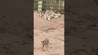 🐯with mom!😊😊😊 #adorable #zoo #tiger  #tigercub