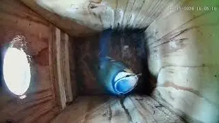 Blaumeisenkasten - Blue tit Nesting Box - 11.11.24 - 17.11.24