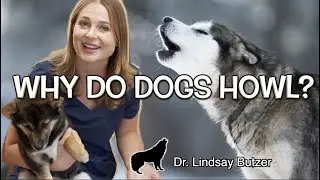 WHY DO DOGS HOWL? | Veterinarian Explains