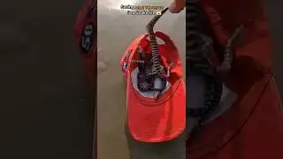 Ocean Snake Rescue Mission Saving the Most Venomous Sea Snakes from sea shore #shorts #snake #ocean