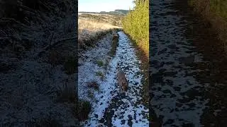 Garw Valley mountaintop snowy new year dogwalking in a Winter Wonderland. Nice bit of nature to see