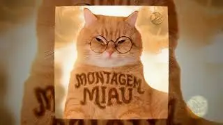 MONTAGE MİAU  like #cat