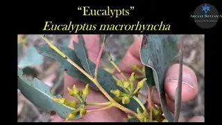 Eucalyptus ID - Eucalyptus macrorhyncha (Red Stringybark)