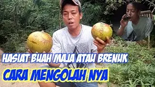 KHASIAT BUAH MAJA ATAU BRENUK langsung di olah rasa nya manis dan asam seger banget