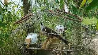 Trao trảo trắng Bổi 1 mùa tập lên mồi