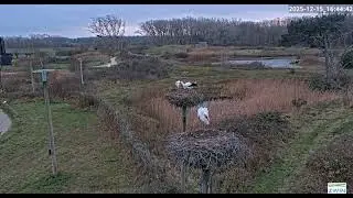 Zwin N.P/BE      After dinner, the 23-year-old female stork flew to her partner in the nearby nest.