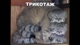 смешные животные часть 1
