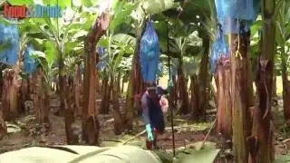 производство БАНАНОВ  banana production
