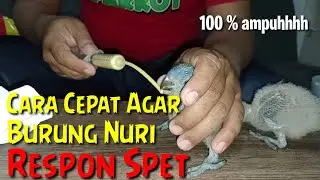 cara meloloh burung nuri agar cepat respon spet