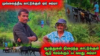 ஆபத்துகள் நிறைந்த முல்லைத்தீவு காட்டுக்குள் தனியாக ஆடுமேய்த்து வாழும் 68 வயது அம்மா 