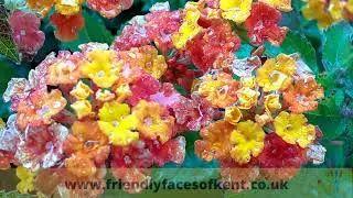 Hyde Hall RHS Garden Show 2021