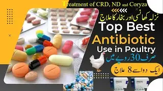 Best Antibiotics Used in Poultry | Treatment of E-Coli, CRD and ND In Poultry