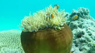 Shore dive at Sunset reef, Tioman island 217