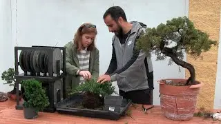 El Taller de Bonsai que nunca viste - Vídeo recuperado
