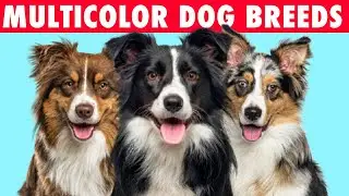 10 Greatest Multicolor Dog Breeds