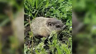 Groundhog Symbolism