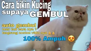 Cara bikin kucing jadi gembul 👍, auto gembul deh 100% ampuh 😍👍👍