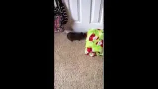 Guinea pig running around
