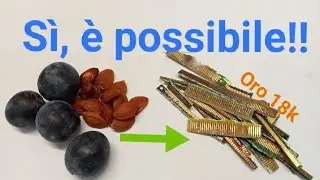#77 - Sciogliere Oro con Noccioli di Susine e Ciliegie 