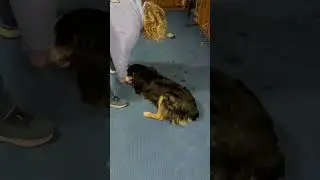 Oz learning roll over #funwithdogs #aussie #dogtraining #rescuedog #shelterdogs #tricks#rollover
