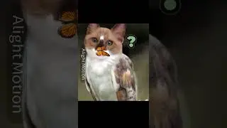 Не по теме канала.. НО Я ОБОЖАЮ  MEOWL!  #meowl #meow #owl #сова