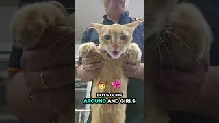 😻 5 Purr-fect Facts About Female Cats You Didn't Know! 😻 #petsrule #catvideos #cat