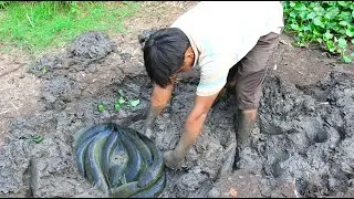 Catching A lot of Catfish Under Mud In Dry Season , Unique Find Fish