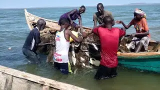 Rising Sea Levels - Lake Turkana Swallowing Settlements- Climate Change or Shifting Tectonic Plates?