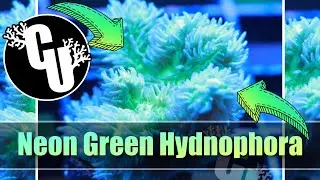 Neon Green Hydnophora | Corals Unlimited