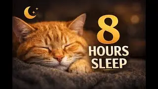 8 hours of a Sleeping Cat 🐱 Calm & Peaceful Sleep