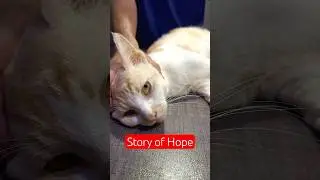Cat&rsquo;s Incredible Recovery from Jaundice & Severe Anemia | Aliyan Vets Pakistan
