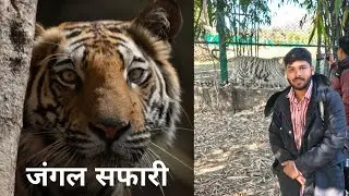 जंगल सफारी शेर।। नाहरगढ़।      #सफारी #safari #jangal #chidiyawalacartoon #jangal #vlog #lion #ब्लॉग