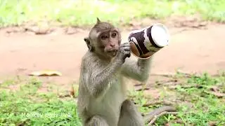 OMG ! Monkey meeting beautiful girl - Monkey eating Banana - monkey group meeting 2017 part 4