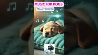 Relaxing Calm Music for Dogs🐶 Sleep Music💖 #videofordogs  #dogstv  #relaxyourdog  #relax  #doglife