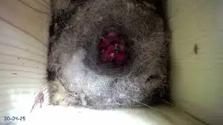 Eclosion des oeufs de mésanges charbonnières