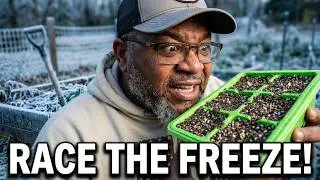 Planting Berries The Day Before Freezing Weather!