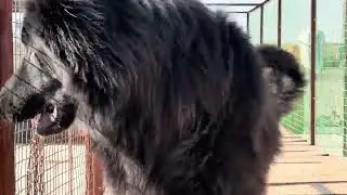 Black German shepherd dog . GsdIndian. #blackgermanshepherds #germanshepherd #gsdindian 