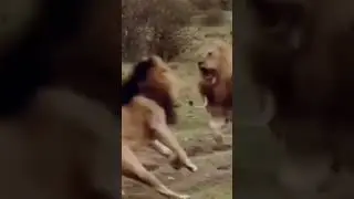 sher ki lugaai ched di😂😂 #comedy #famous #famousshorts #family #elvishyadav #funny #fu #stillfamous