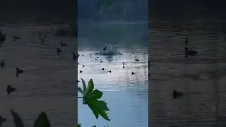 #nightparty #fishingbird