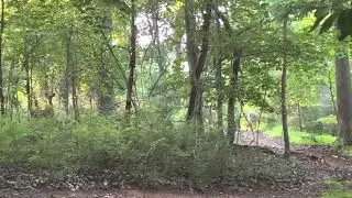 Deer Spotted with a Baby || A&Y Greenway || Summer Trail || 🦌 🦌