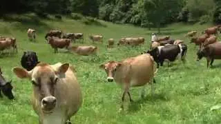 Monterey Jack, Artisan Cheeses USA Virginia & Oregon: Preview Cheese Chasers  Season 4