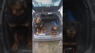 Видео из моего Tik-Tok #rottweiler #dogs #dog #собаки #украина #Тор #Рокси #рек