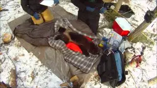On the wolverine trail: Chapter 4